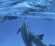 danser avec les dauphins